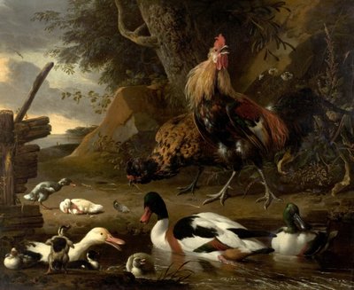 Deux volailles et canards sur un étang - Melchior de Hondecoeter